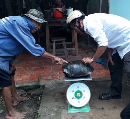 Vĩnh Long: Đang nhổ bông súng đụng trúng cụ rùa ‘khổng lồ’ nặng 8kg