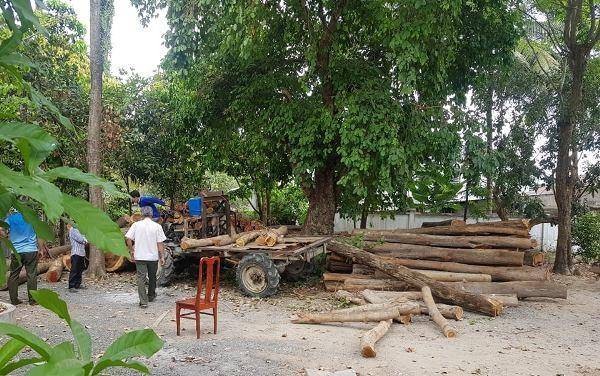 An Giang: Tạm giữ hơn 10 mét khối gỗ ‘vô chủ’ bỏ ven đường