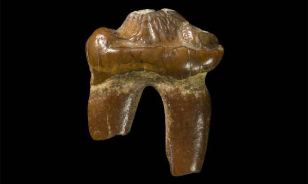 Phát hiện hóa thạch hiếm của hải cẩu không tai