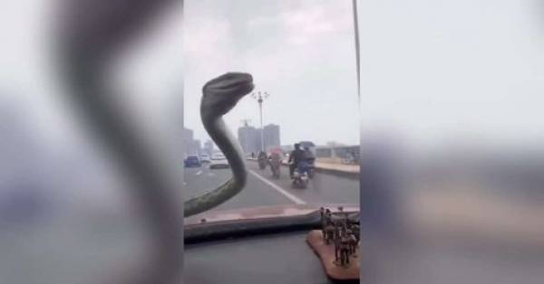 Kinh hãi đang lái xe gặp ngay rắn độc trên kính chắn gió
