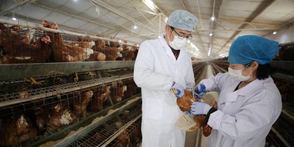 Bí mật của Mỹ về hàng triệu con gà được nuôi để điều chế vắc-xin cúm
