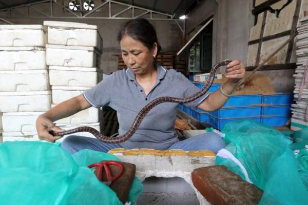 ‘Vương quốc rắn’ nuôi 3 triệu con/năm ở TQ phải đổi nghề vì Covid-19