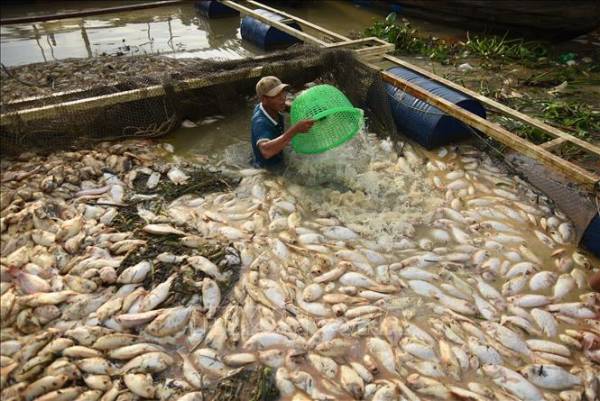 Di dời các hộ nuôi cá bè trên sông La Ngà nhằm giải quyết ô nhiễm môi trường