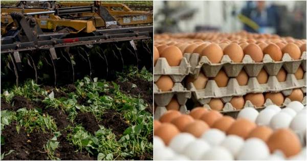 Nông dân Mỹ tiêu hủy rau củ tươi, đập trứng, đổ sữa vì ế mùa dịch: Đã làm từ thiện vẫn thừa