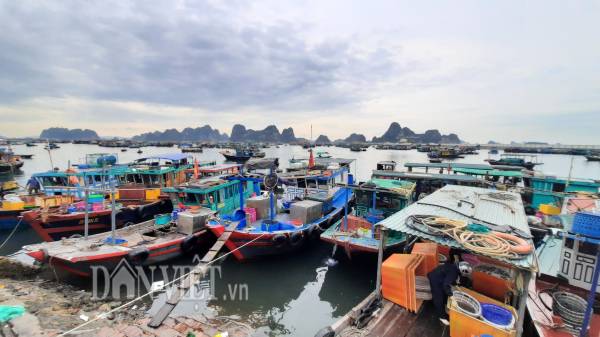 Quảng Ninh: Tấp nập chợ cá tươi rói, vào mua bán phải đo thân nhiệt