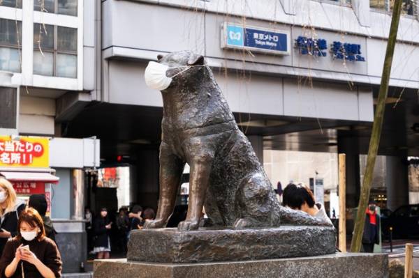 Chính quyền Tokyo kêu gọi không đeo khẩu trang cho tượng chó Hachiko
