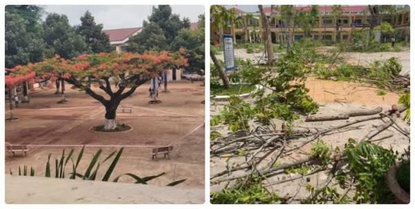 Sau sự cố cây đổ đè HS, hàng loạt cây phượng trong trường bị phong tỏa, đốn trụi gây tranh cãi