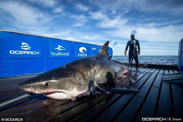 Cá mập nặng gần 1 tấn bơi hơn 1.100 km để trốn tránh việc giao phối