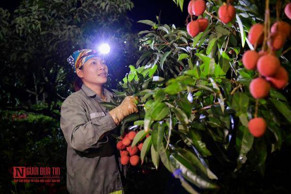 Bắc Giang: Trắng đêm thu hoạch vải thiều