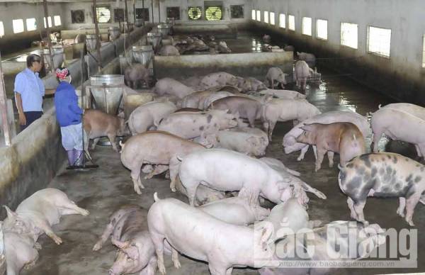 Ngăn chặn dịch tả lợn châu Phi tái phát, lây lan