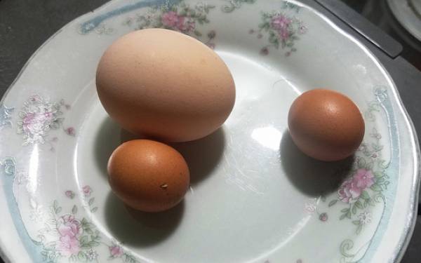 Kon Tum: Bất ngờ gà trống đầu đàn, đã nuôi nhiều năm... đẻ trứng
