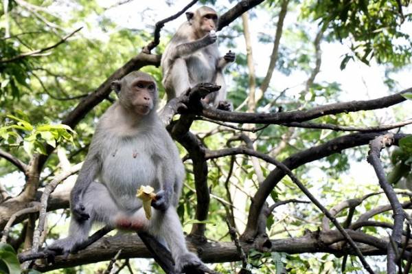 Chuyện kỳ lạ về đàn khỉ nương náu ngôi chùa ở Vũng Tàu