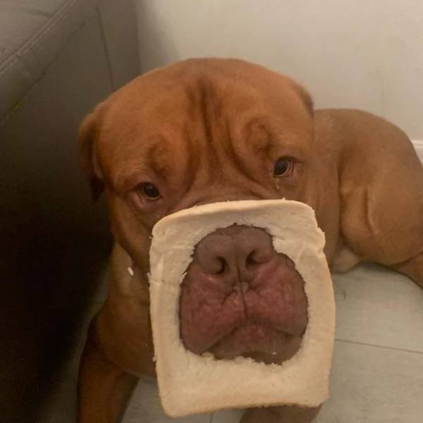Ai bảo hóa trang cho thú cưng là khó? Chỉ cần một miếng bánh mì là đủ!