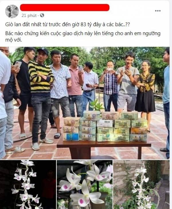Xôn xao với thương vụ mua lan Khủng nhất Việt Nam, chỉ một cảnh lan nhỏ có giá lên đến 83 tỷ