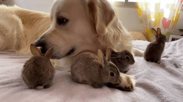 Gâu Đần nhận 4 chú thỏ con làm con nuôi và chăm sóc chúng rất chu đáo tuy có hơi vụng về một chút
