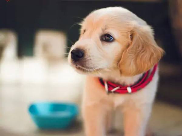 Một chú chó được gọi là “tốt bụng nhất thế giới” vì đã hiến máu cứu bạn