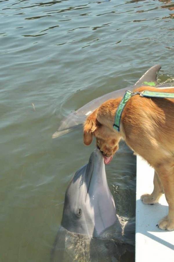 Chuyền tình 10 năm của chú chó và cá heo, cứ gặp là hôn nhau và quến luyến không rời