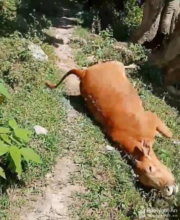 Có hiện tượng bò chết bất thường ở huyện vùng cao Nghệ An