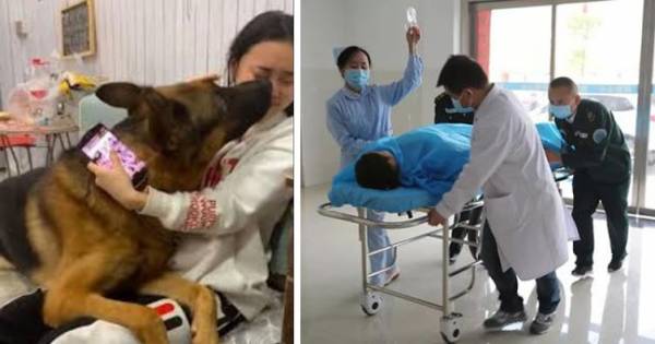 Để chó liếm mặt, một người bị lây vi khuẩn, nhiễm độc máu nguy kịch: Cảnh báo mẹ cho con chơi với chó mèo