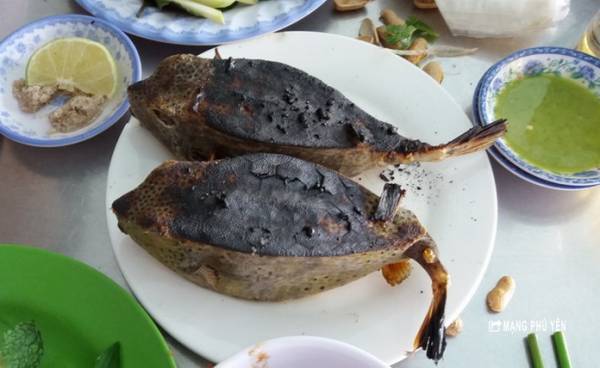 Khám phá về loài cá được mệnh danh là “gà nước mặn” ở Phú Yên