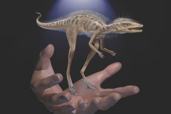 Một loài săn mồi nhỏ bé có thể là tổ tiên của khủng long khổng lồ?