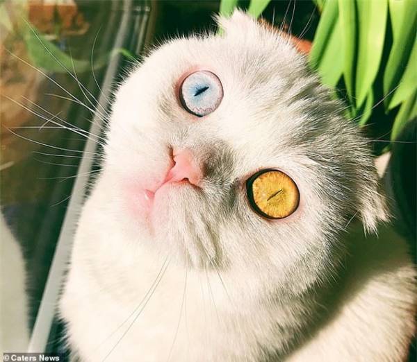 Chú mèo bị hắt hủi vì sở hữu cặp mắt 2 màu đẹp khó tả