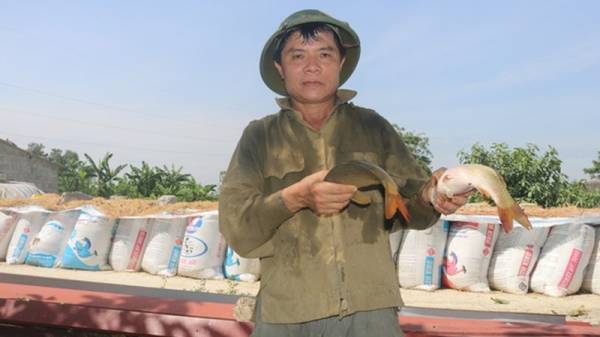 Nuôi cá chép lai thâm canh, nông dân Thanh Hóa lời 150 triệu đồng/ha