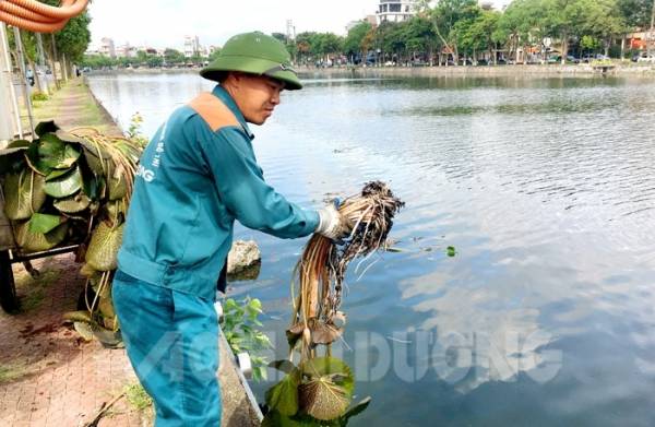 TP Hải Dương trồng hoa sen, hoa súng tại sông hồ nội thành