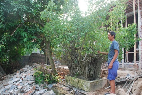 Chuyện lạ ở Thái Bình: ‘Cụ cây’ chục tỉ vạ vật bờ ao
