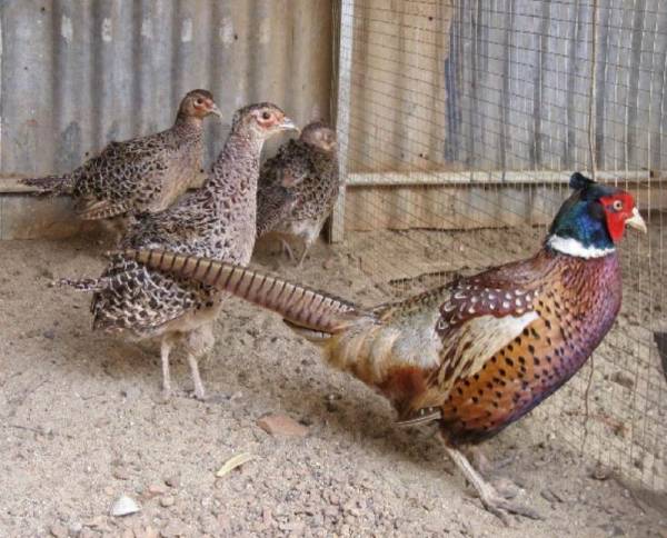 TT-Huế: Bảo tồn loài chim quý có quy cơ tuyệt chủng, thợ săn đặt bẫy bằng phanh xe đạp