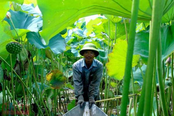 Nông dân Hà Nam bội thu ngày nắng rát nhờ trồng sen lấy hạt