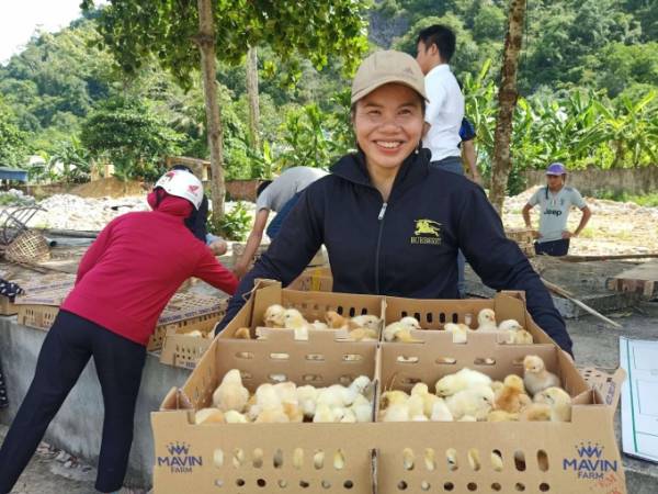Tập đoàn Mavin tài trợ gà giống các hộ khó khăn tại Thanh Hóa