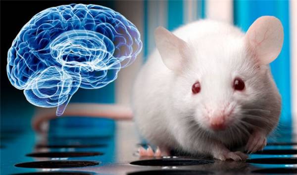 Những thử nghiệm kinh hoàng tạo ra loài chuột mang bộ phận con người