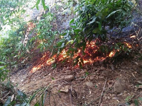 Hà Tĩnh: Mở đường băng, khống chế lửa bùng phát trở lại ở khu vực rừng Khe Tràm