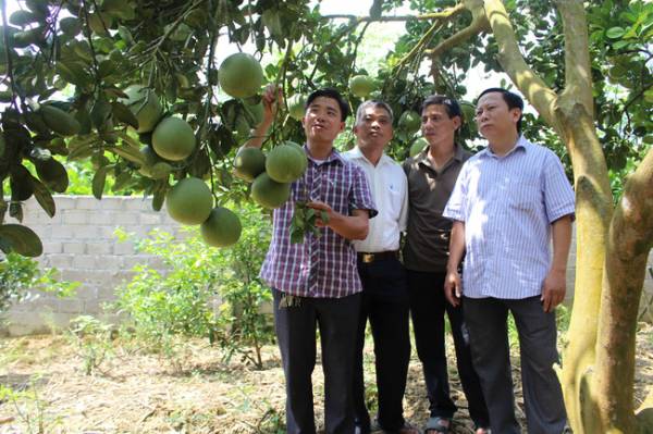 Nông dân Tuyên Quang thoát nghèo, thu nhập tăng nhờ trồng bưởi đặc sản