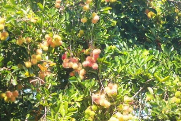 Gia Lai: Về ‘miệt vườn’ xem cây ra quả thu trăm triệu đồng mỗi năm