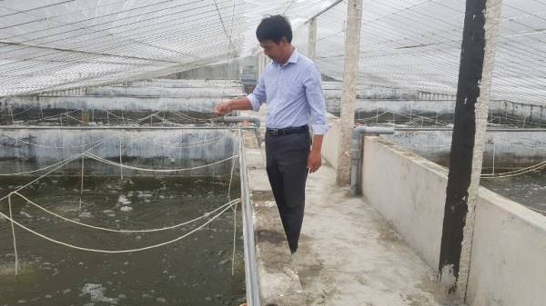 Chuyện lạ Nam Định: Chán ao, mang tôm nuôi bể xi măng mà đổi đời