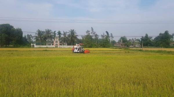 Cạnh tranh gặt lúa ở Quảng Bình: Chồng bị đánh khi đang gặt thuê, vợ quỳ lạy xin tha