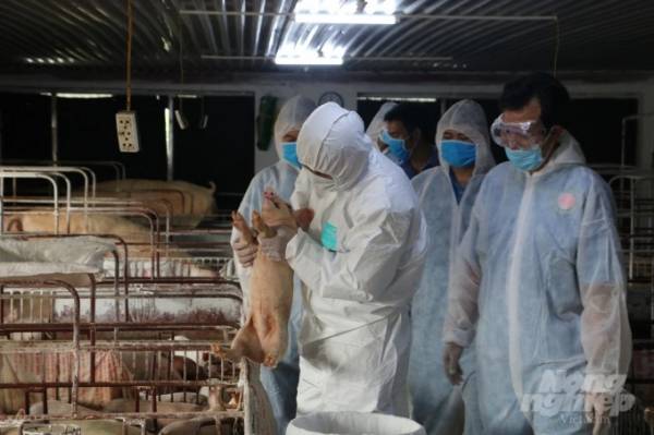 Hưng Yên: Cơ cấu lại ngành chăn nuôi, đa dạng hóa vật nuôi