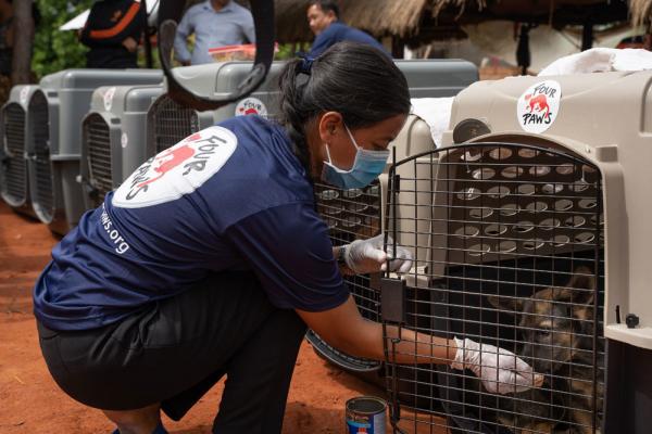 Campuchia mỗi năm giết thịt hơn 3 triệu con chó
