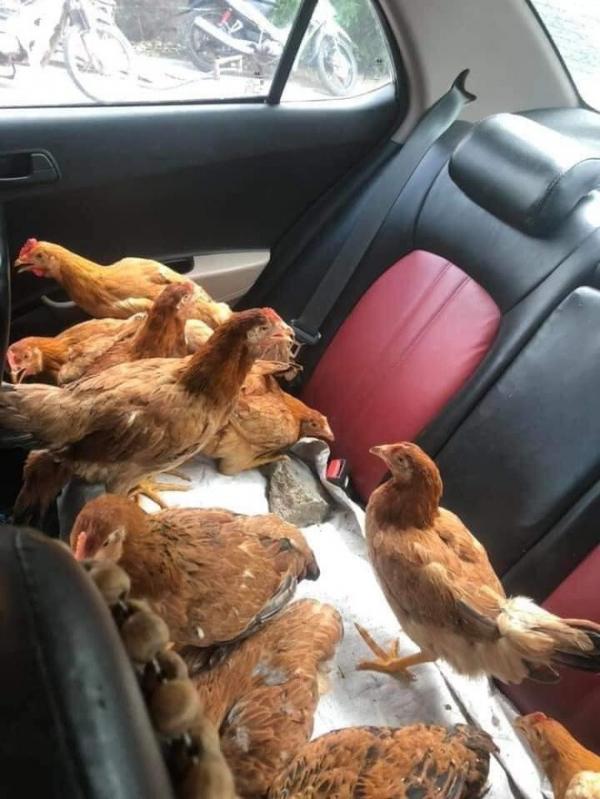 Cả đàn gà được ngồi trong ô tô điều hòa mát lạnh, sự chịu chơi của chủ xe khiến dân mạng kinh ngạc