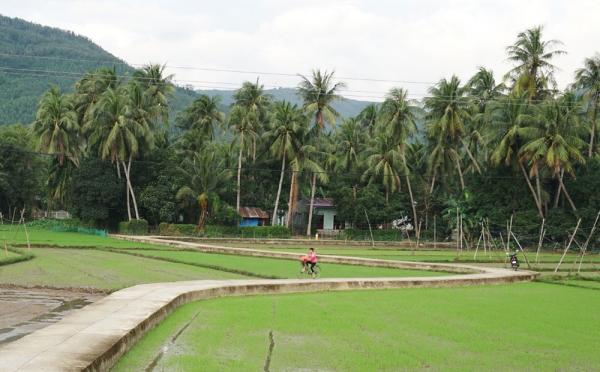 Phú Yên: Làng dừa đẹp như cổ tích, dân ‘lên trời’ hái lộc quanh năm