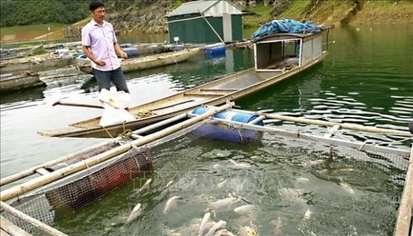 Nam Định: Giải pháp an toàn cho nghề nuôi cá lồng trong mùa mưa bão