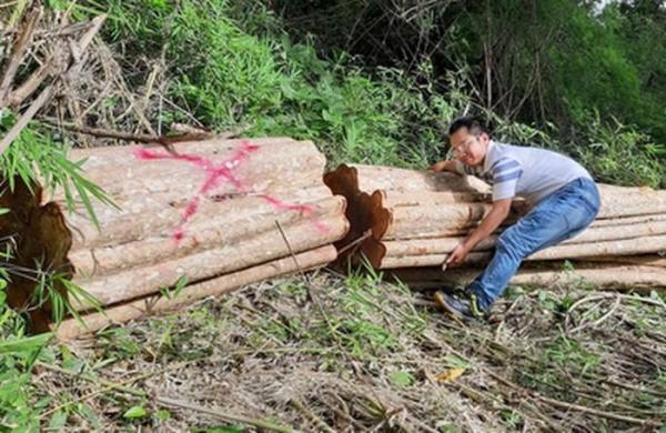Gia Lai: Phát hiện nhiều cây gỗ lớn bị triệt hạ ở khu vực biên giới