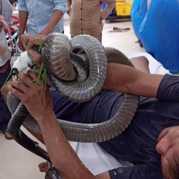Bị rắn hổ mang chúa cắn, người đàn ông ở Tây Ninh đem cả ‘thủ phạm’ đi cấp cứu