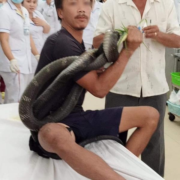 Tình trạng hiện tại của người đàn ông bị r ắn hổ chúa ở Tây Ninh tấn công nhập viện