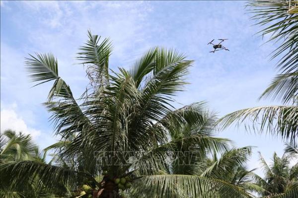 Phun thuốc diệt sâu gây hại cây dừa bằng máy bay không người lái