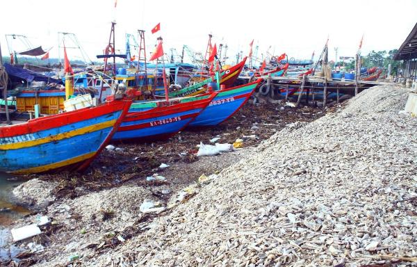 Nghệ An: Vỏ ốc đổ ngập cảng cá Lạch Vạn làm cản trở dòng chảy
