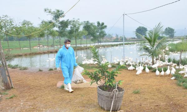 Tiêu huỷ 1.300 con vịt nhiễm cúm A/H5N6