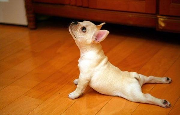 Xem thú cưng tập Yoga ‘điêu luyện’
